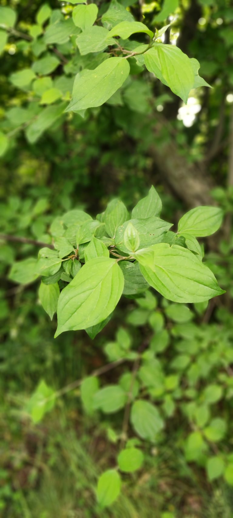 Spring Leaves (Cloud Forest, Shahrud, Iran)