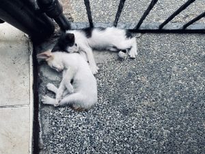 Two kittens are sleeping side by side
