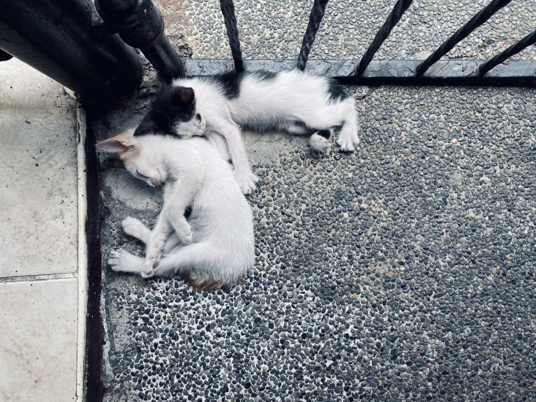 Two kittens are sleeping side by side