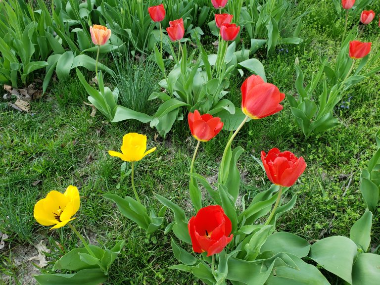 Red and yellow tulips in the middle of a lawn