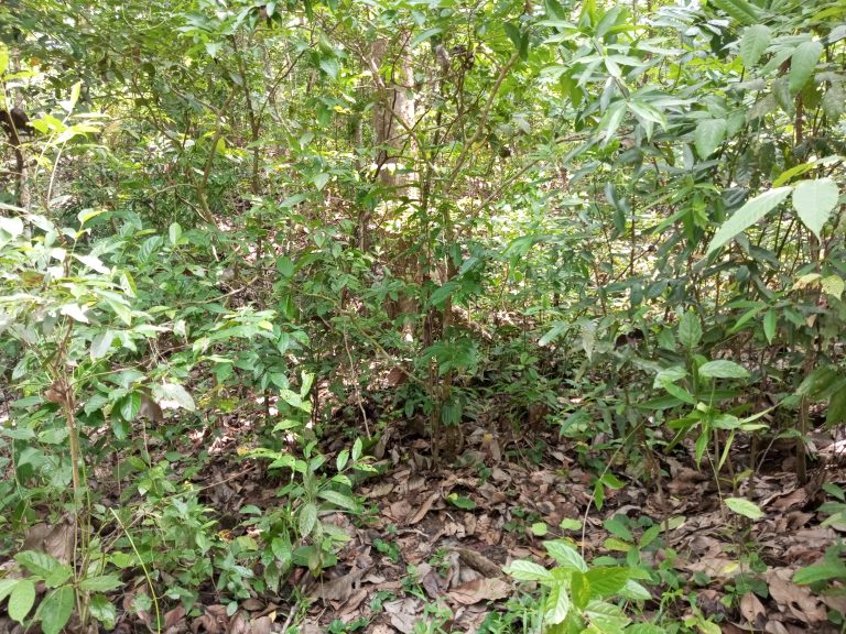 Tree Forest Sylhet Bangladesh