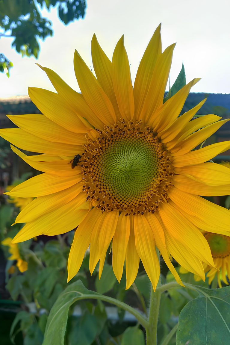 Sunflower with a black bee.