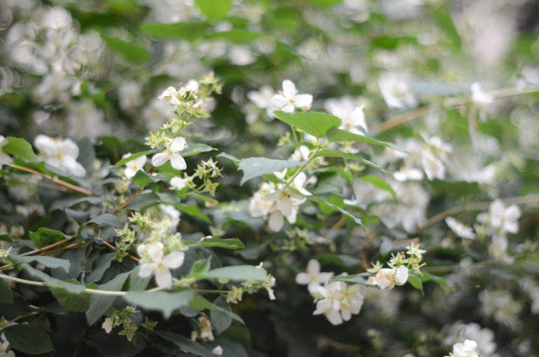 flowers, nature, outside