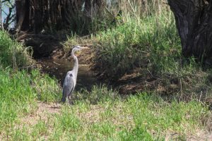 A great blue heron in a wildlife refuge in Central New York.