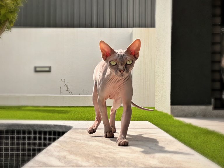 Frontal photo of a hairless sphynx cat elegantly walking on the side of a garden pool.