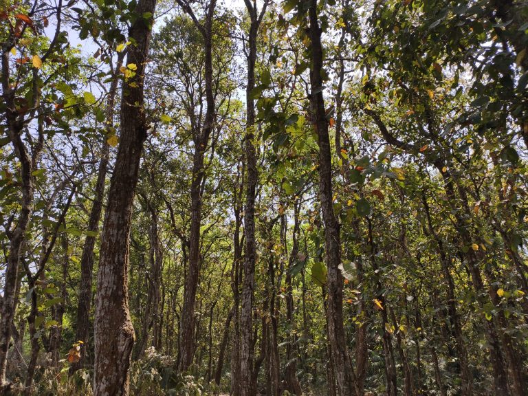 Looking through a deciduous forest, with the camera tipped slightly up, so we see tree tops and no groud.