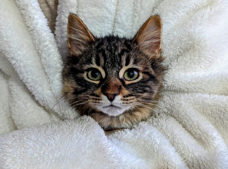 Kitten being held in a white bathrobe.