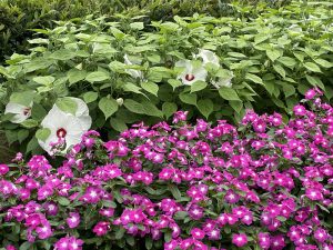 Pink Periwinkle and White Hibiscus flowering plants
