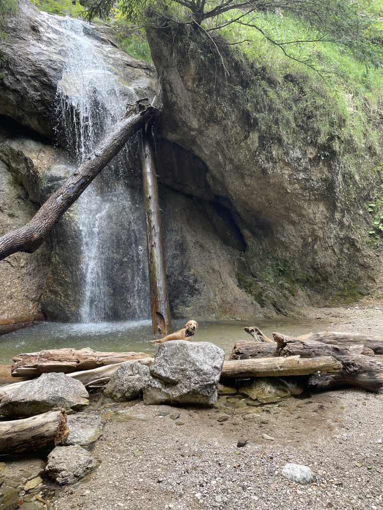 A waterfall cascading over a rocky cliff into a small pool with a golden retriever perched on a large rock in the foreground, surrounded by logs and boulders.