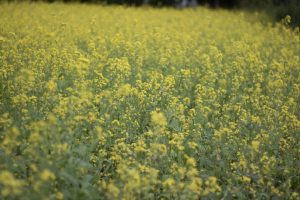 Mustard Plant