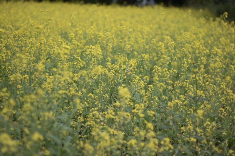 Mustard Plant