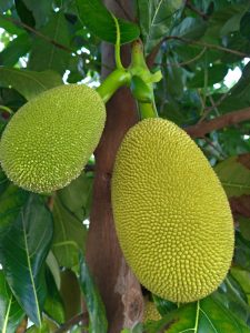 A closeup of a Jaca, exotic fruit from the Brazilian Cerrado.