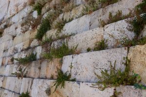 Plants growing out of the blocks at the Acropolis. WCEU
