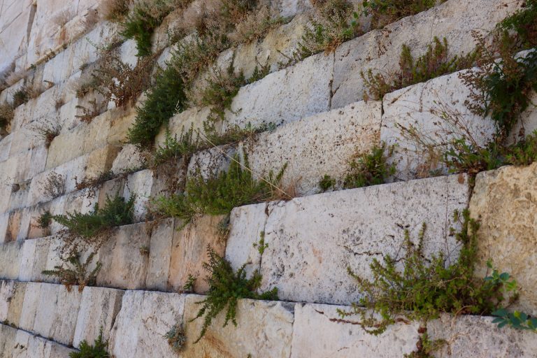 Plants growing out of the blocks at the Acropolis. WCEU