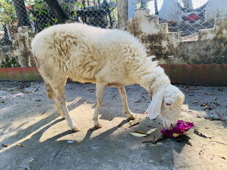 Rare sheep nuzzling a package of chips.