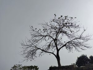 Smoke sky with empty tree

