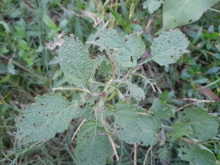 A plant whose leaves have been eaten away in a grassy area