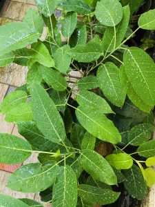 Leafs of my Ficus tsjahela bonsai after a heavy rain. From Perumanna, Kozhikode, Kerala.