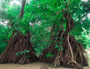 A breathtaking snap of a mystical tree taken while exploring the enchanting swamp forest of Ratargul.
