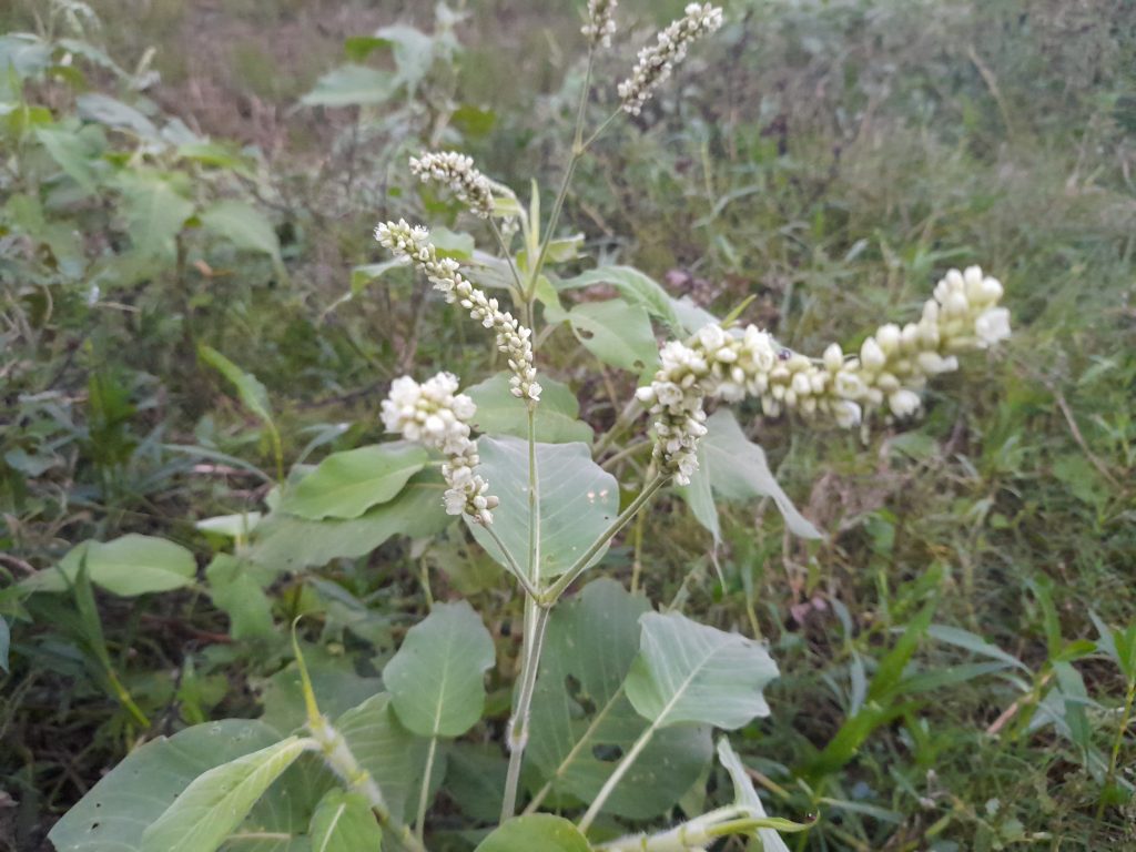 White flowers bloom on a plant in a grassy area