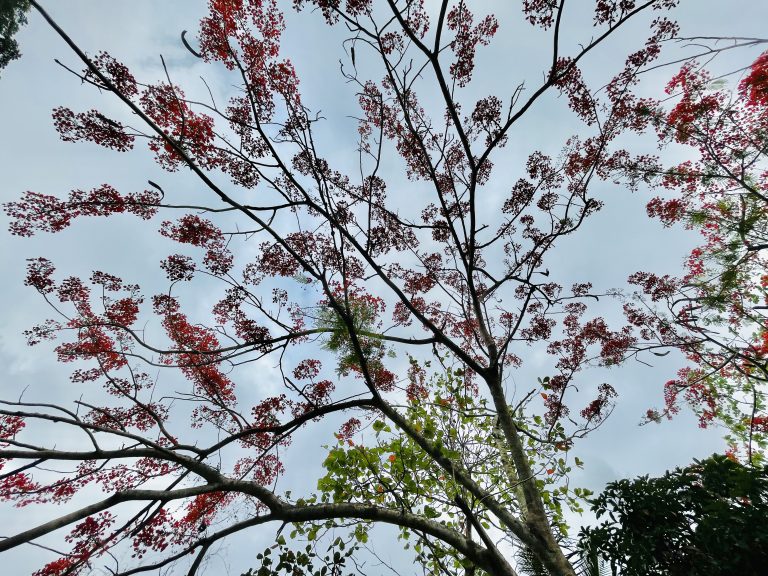 In India this tree is known as Gulmohar aka May flower. Original name is Delonix regia.Native to Madagascar. Normally it flourish in May here.
A view from the bottom of the tree. Photo is taken from Perumanna, Kozhikode, Kerala.