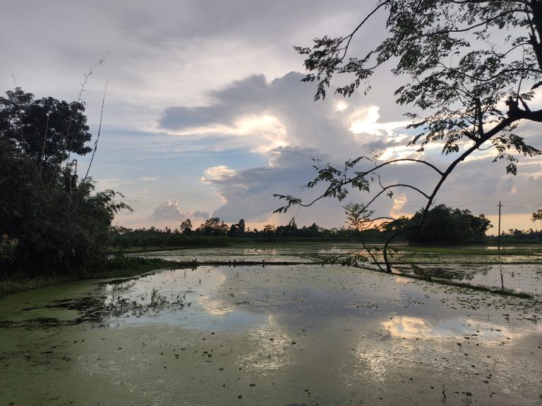 A tree over the water at dusk.