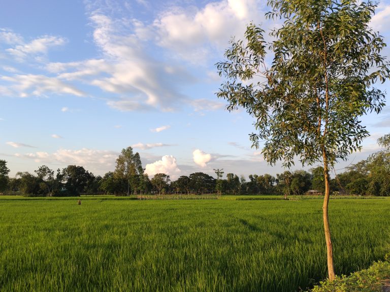 Lush field with grass about knee high under a lightly clouded sky.? Small sapling tree to the right.