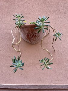 cactus on a wall
