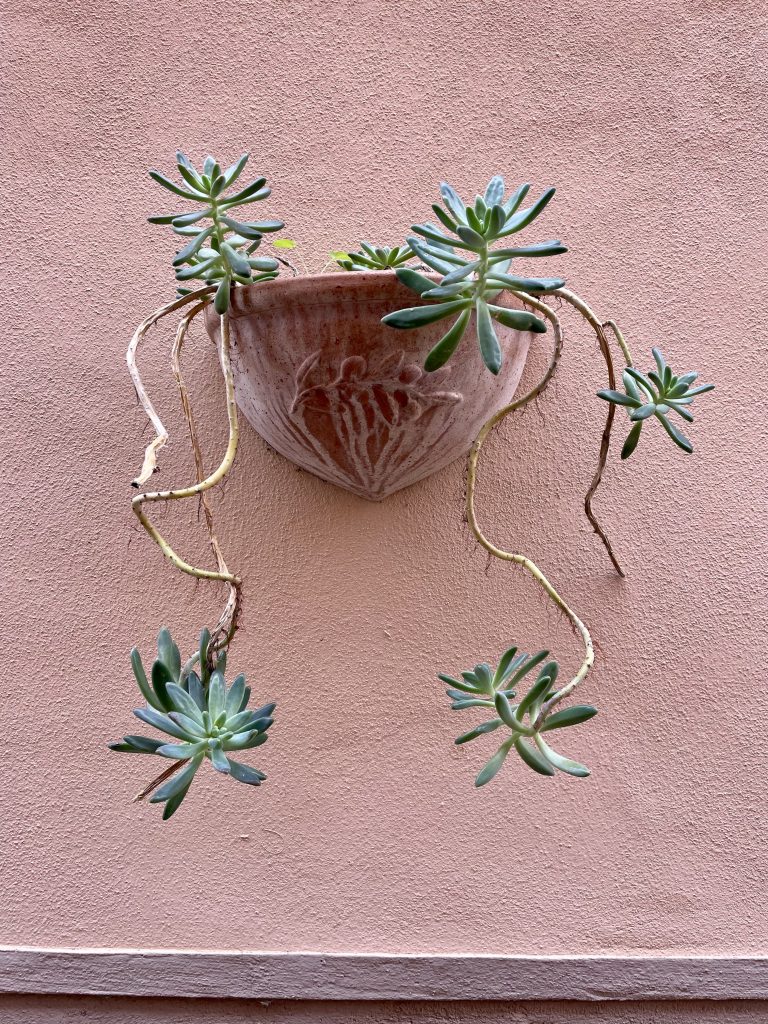 cactus on a wall