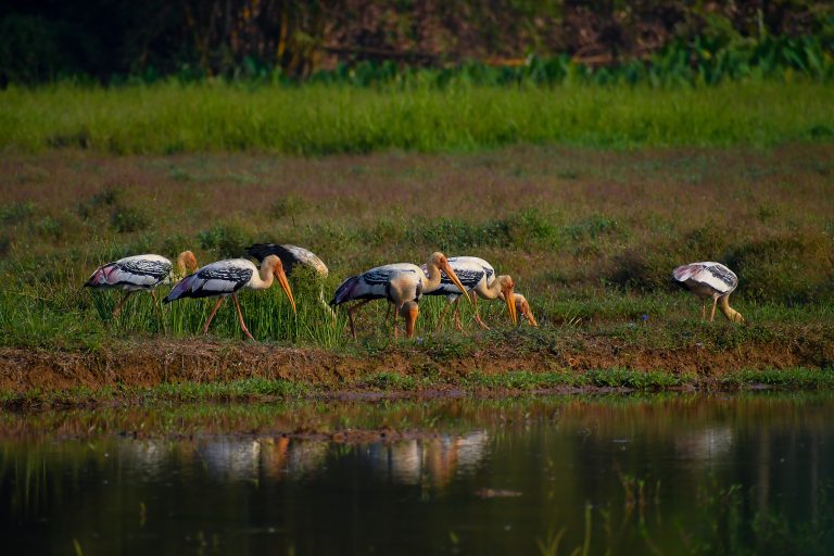 Painted stork