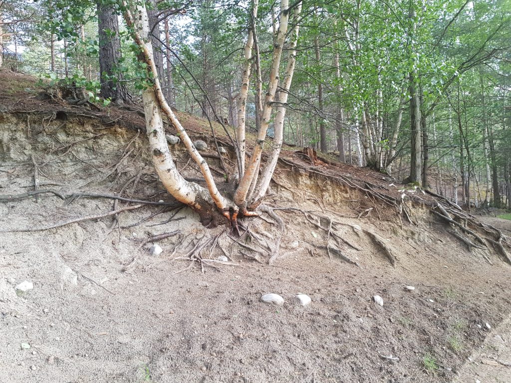 A birch tree cluster growing out of a sandy slope. The sand has eroded around the tree, exposing much of the root network.