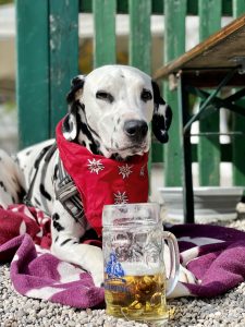 A dalmatian dog called Emma lying in a bavarian beer garden in front of a glass of beer.
