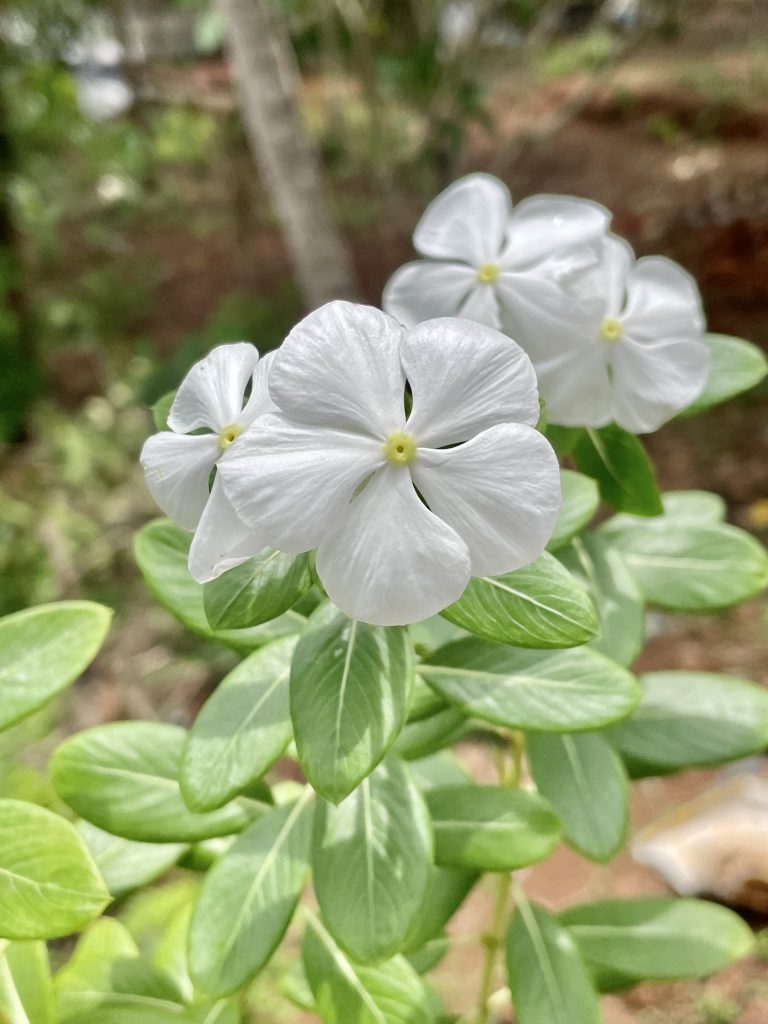 A Catharanthus roseus variant flowers from our garden. Perumanna, Kozhikode, Kerala.