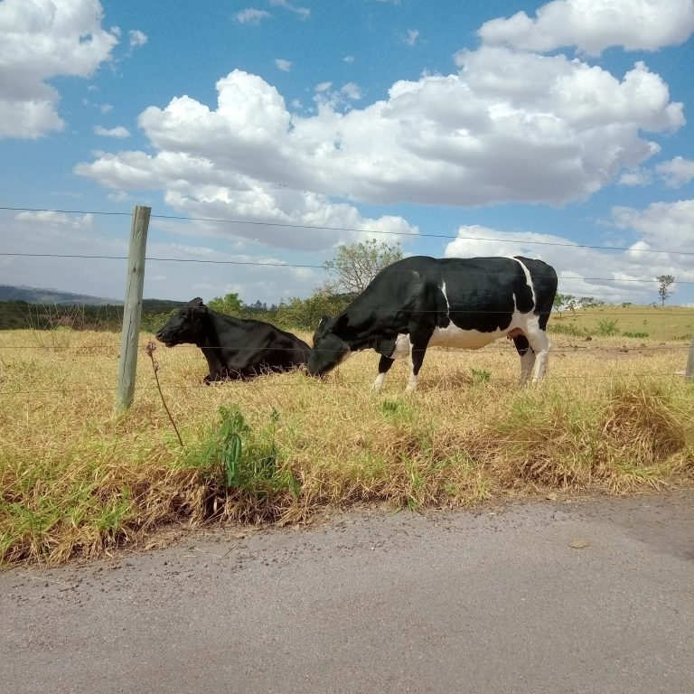 Two cows grazing in a fenced field and a large white cloud in the background.