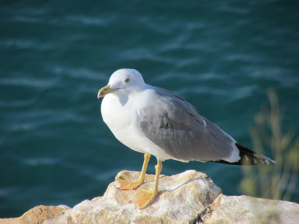 Yellow-legged seagull in the mediterranean sea