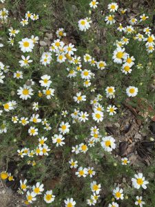 Flower from hercal Overa, Almeria. Flores de Huercal Overa, Almeria. Margaritas. Daisies