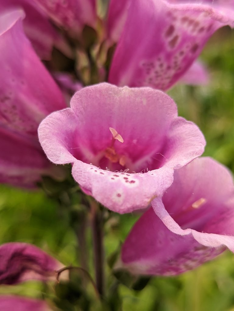 Close up of pink tube flower with stamen sticking out