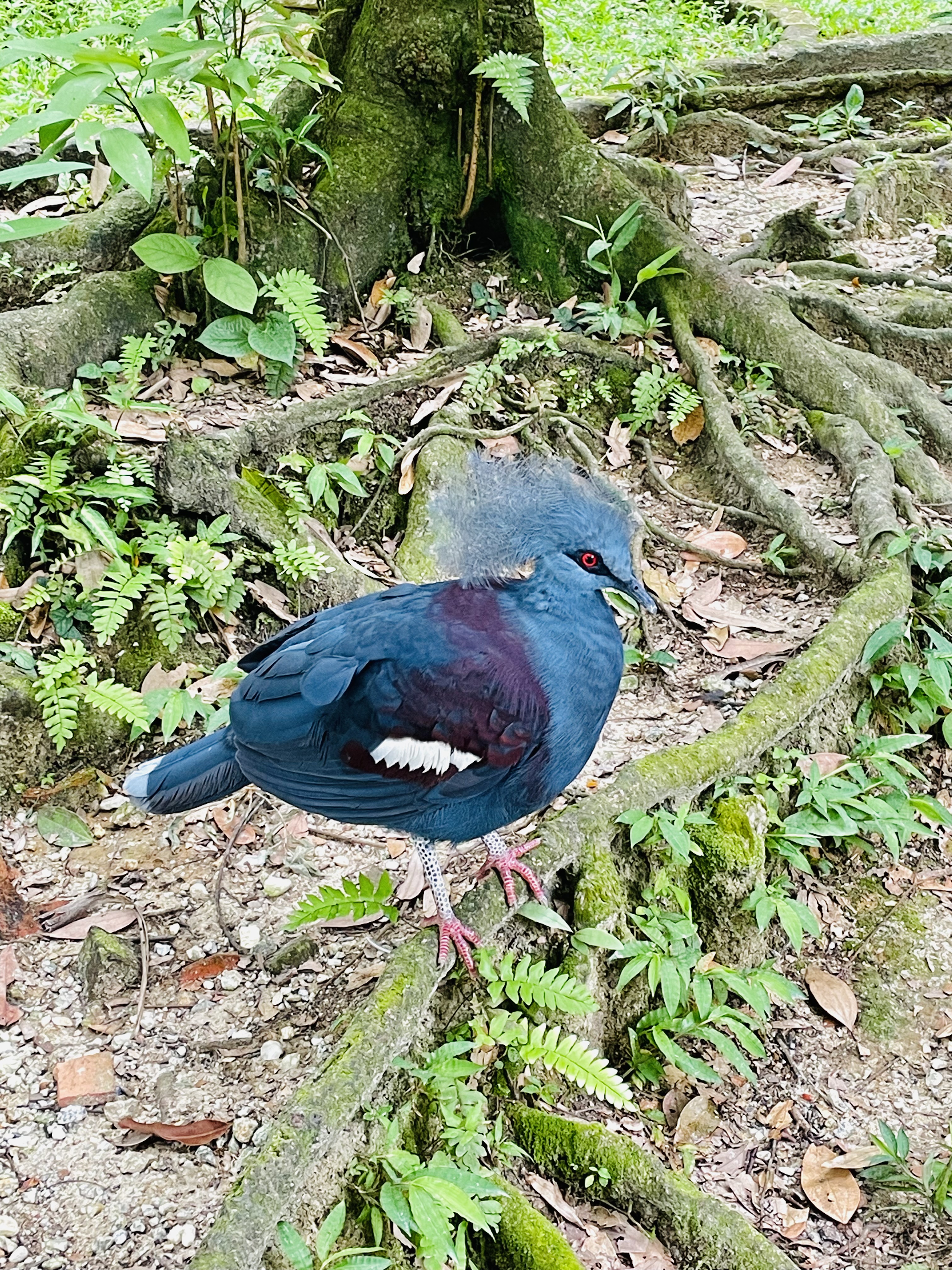 A western crowned pigeon(Goura cristata), aka common crowned pigeon or blue crowned pigeon of Kuala Lumpur Birds Park, Malaysia.