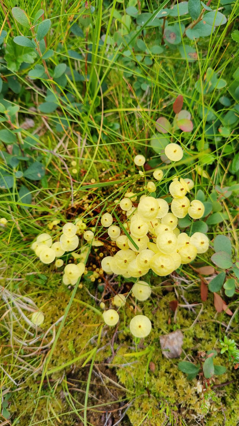 Small light yellow flowers in the swamp.