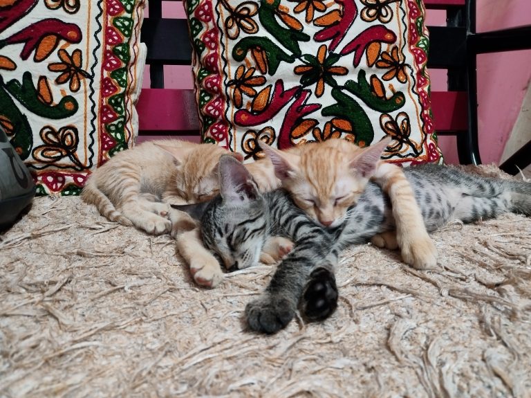 3 kittens sleeping one above the other on the swing.