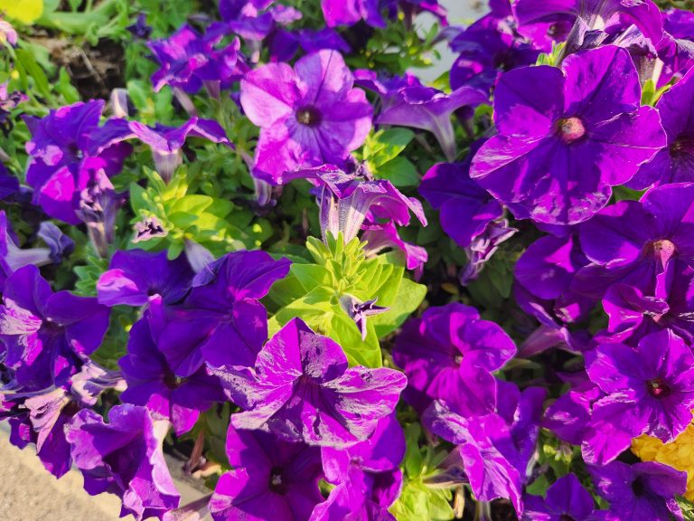 Purple Petunias