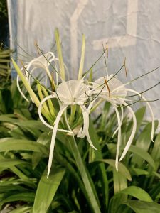 Hymenocallis littoralis aka the beach spider lily flowers in the night. Near KLCC, Kuala Lumpur, Malaysia.