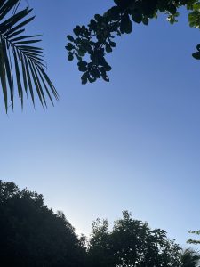 View of the clear sky with leaves and trees around the edges.