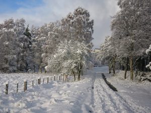 Snow laden lane