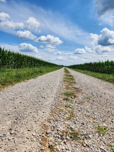 Country farm gravel road in between corn fields