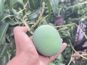 Rajshahi Mango in the garden
