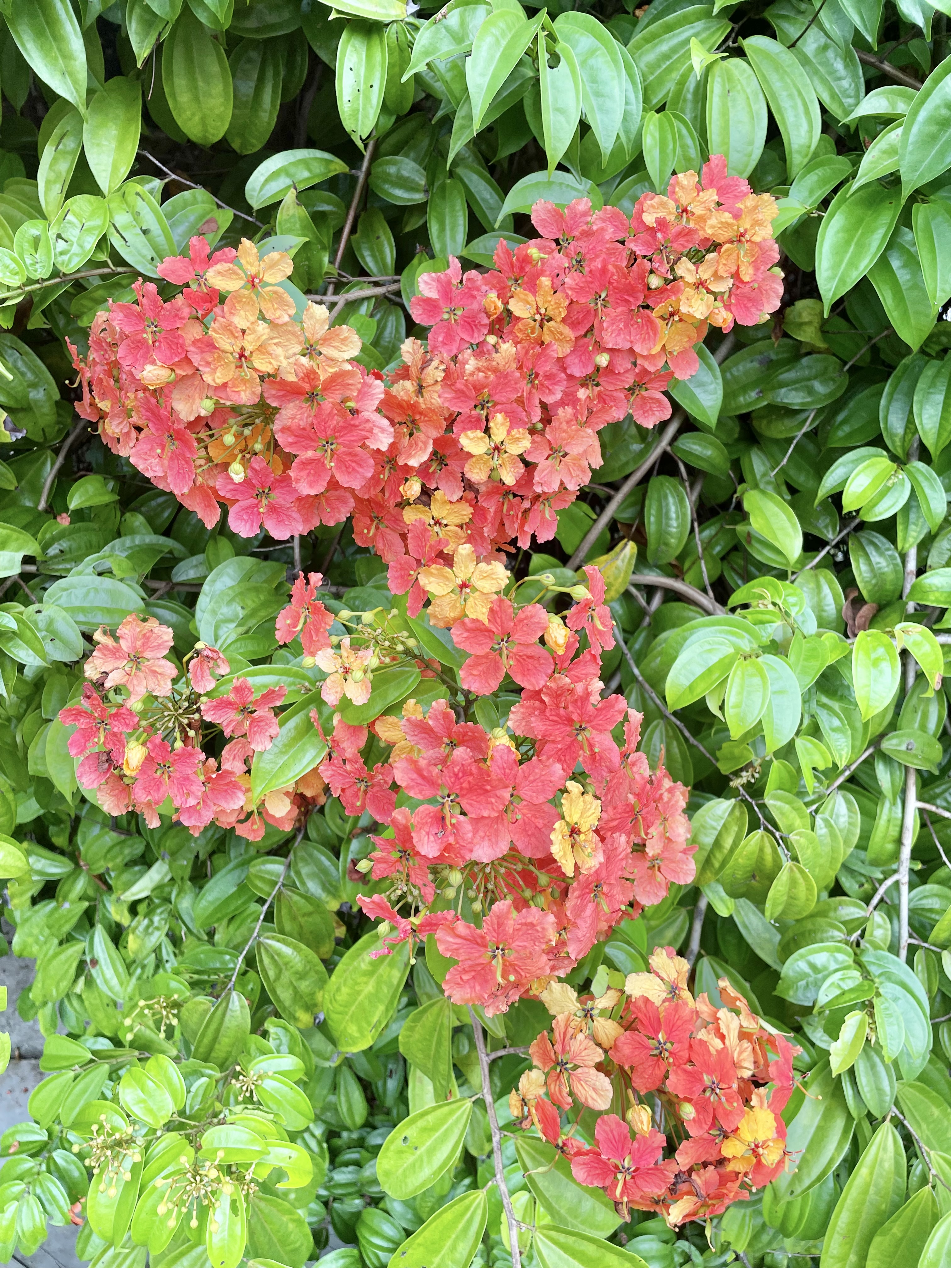 Phanera flowers from Perdana Botanical Garden, Kuala Lumpur, Malaysia