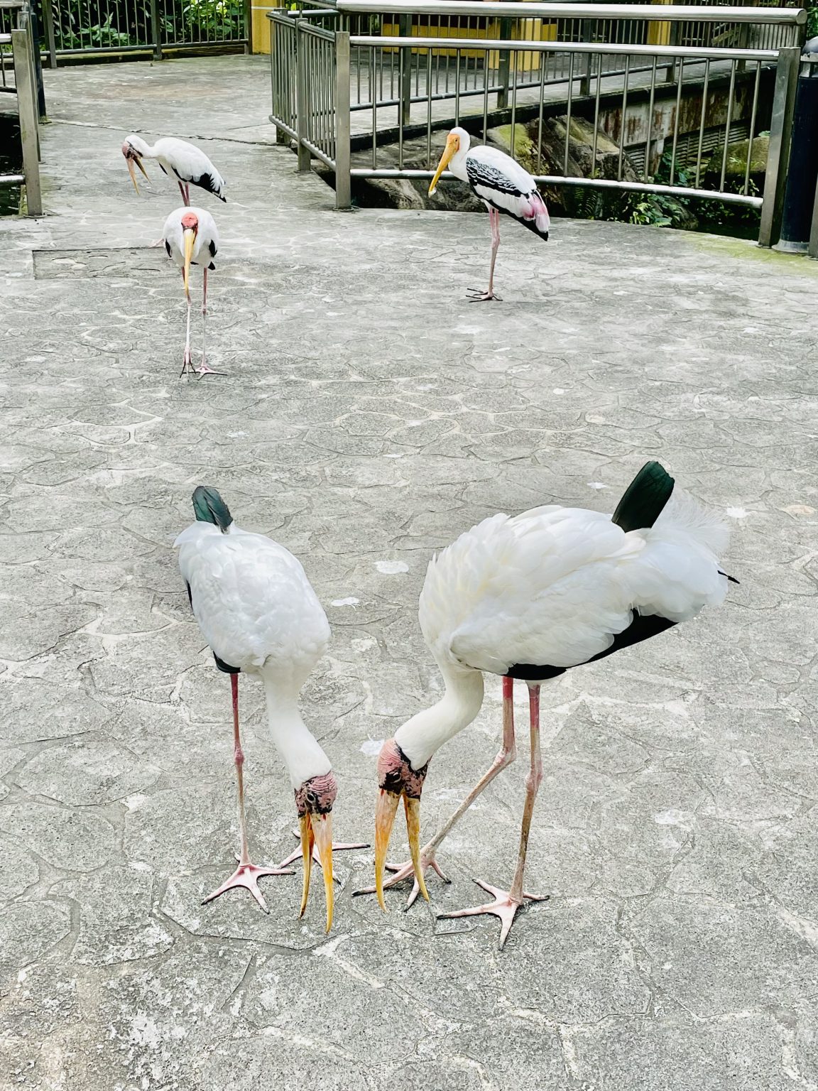 A group of yellow billed stork(Mycteria ibis) from Kuala Lumpur Bird Park, Malaysia. The yellow billed storks are native to Eastern Africa.