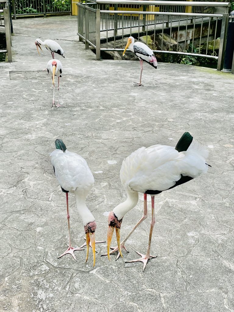 A group of yellow billed stork(Mycteria ibis) from Kuala Lumpur Bird Park, Malaysia. The yellow billed storks are native to Eastern Africa.