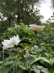 White rose & a bud almost ready for bloom.